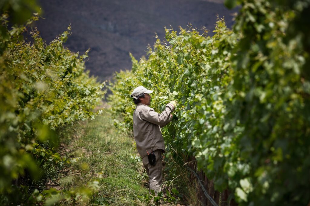 Viñedos de Torrontés de Colomé