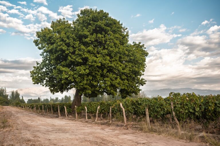 trivento malbec doc