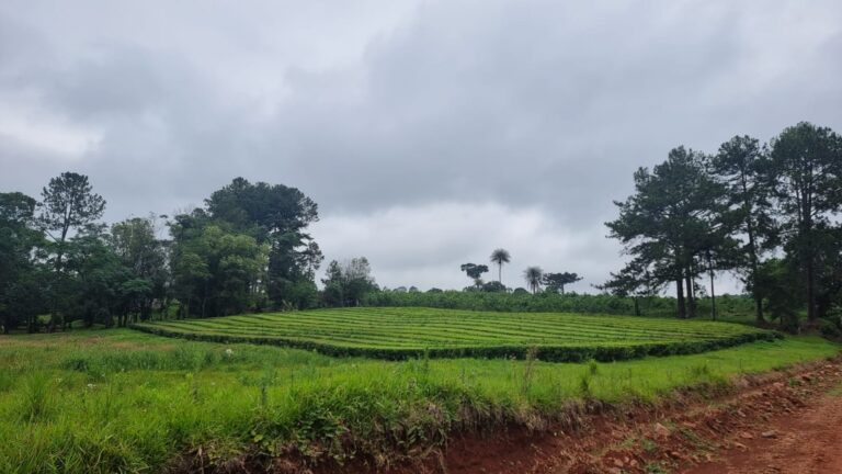 zenzero tea blends