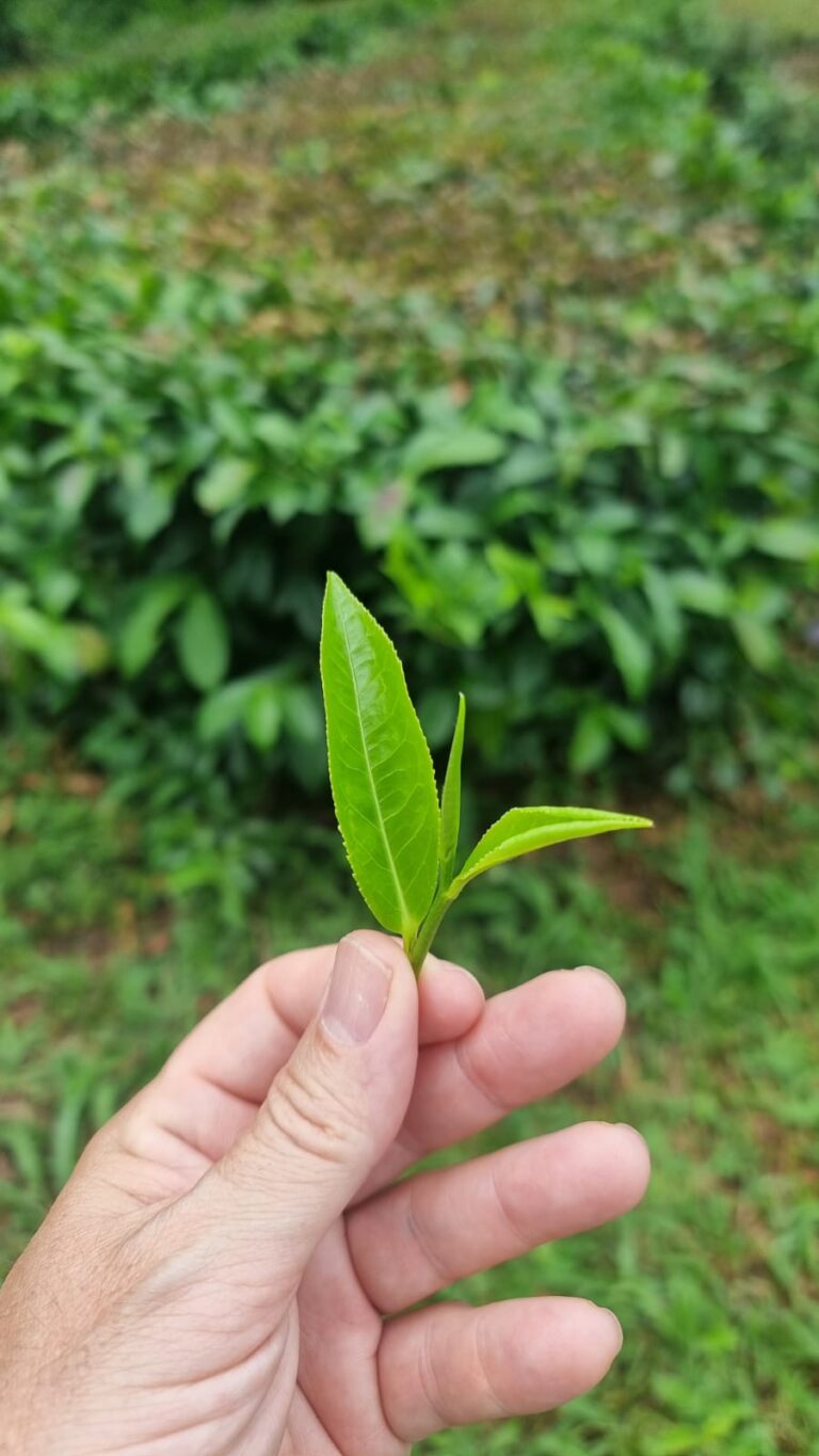zenzero tea blends