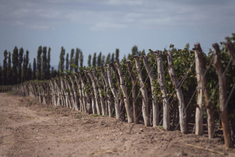rutini finca centenaria