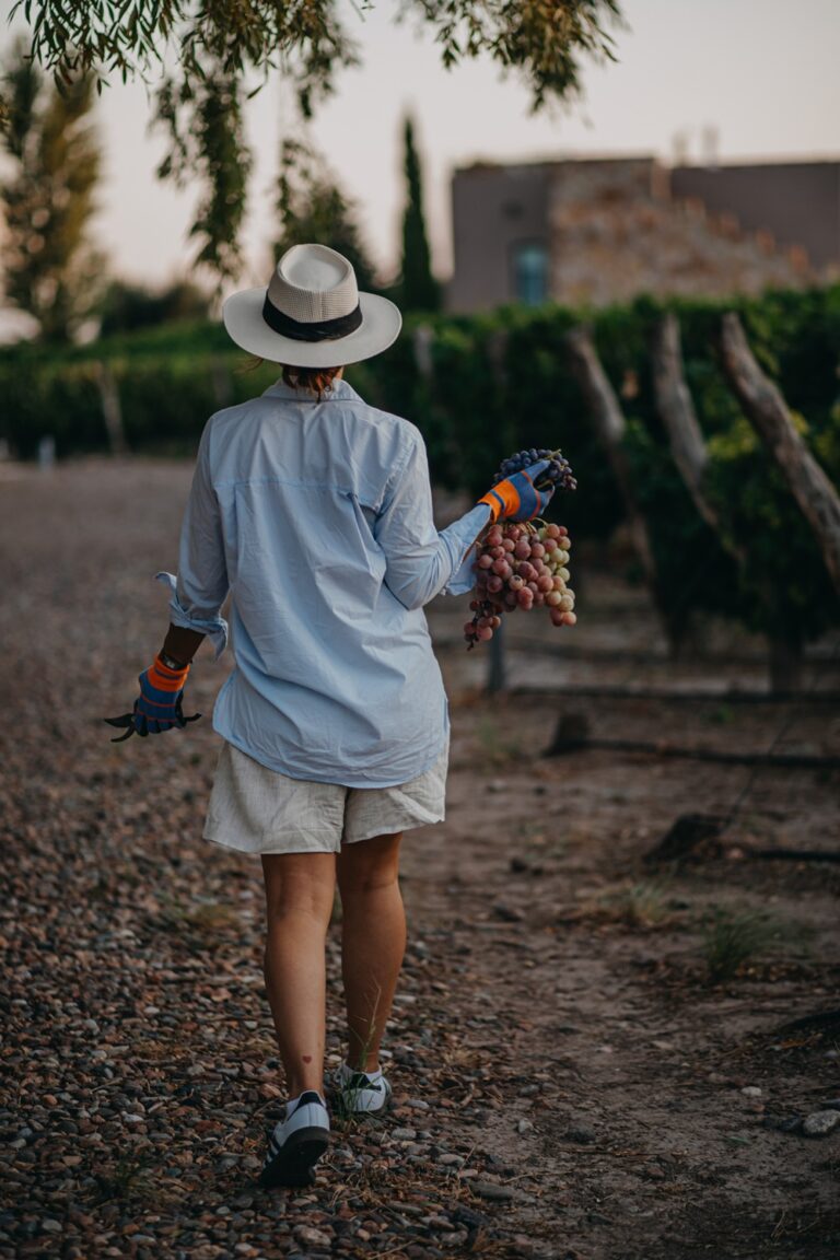 rosell boher vendimia