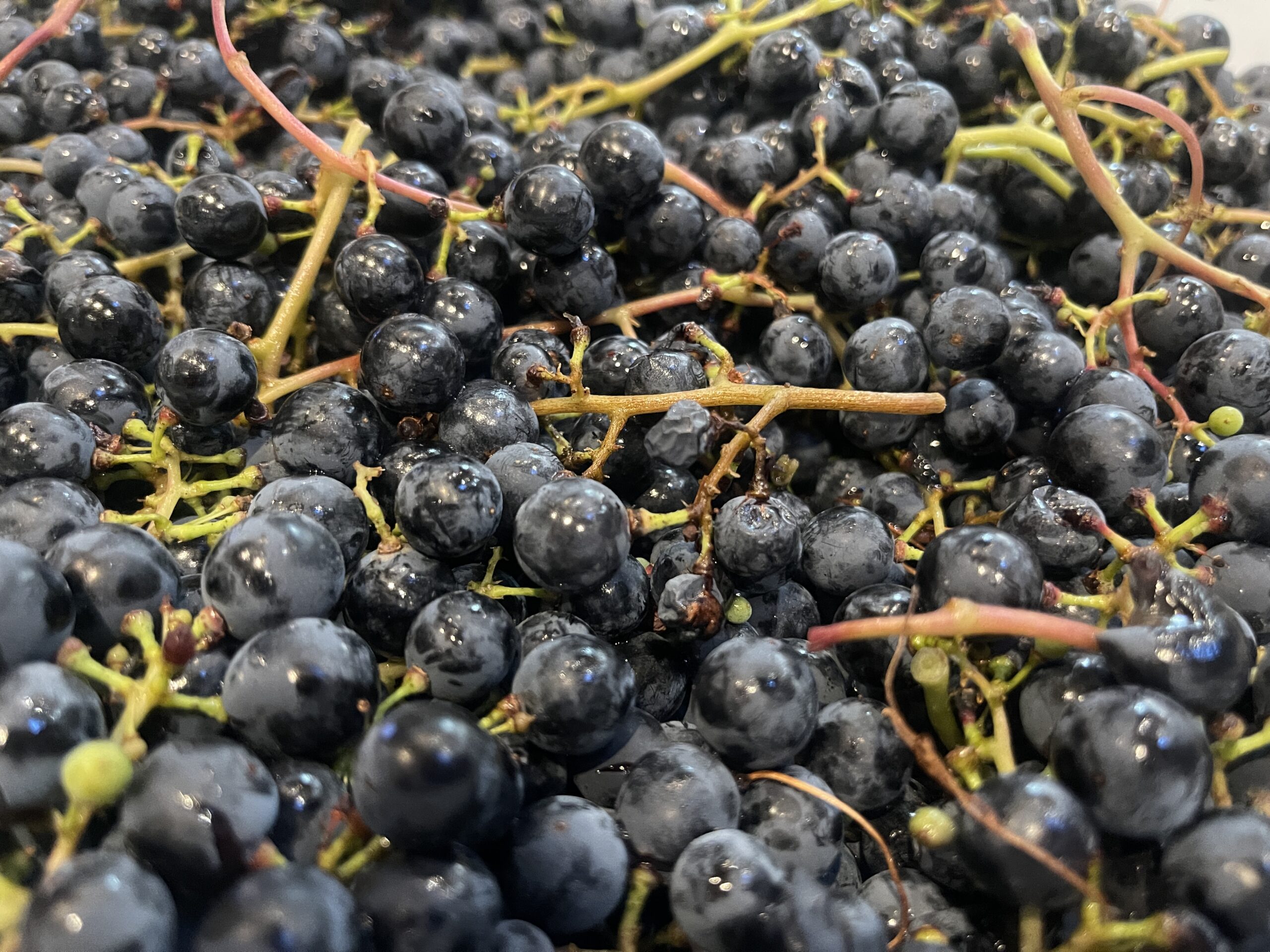 Uvas Vendimia Vendimia Bodega Urbana HW